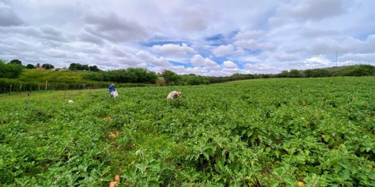 Sementes produzidas na irrigação pública de Canindé começam a ser beneficiadas