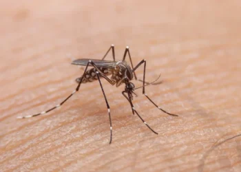 Internações por dengue no Brasil chegam a 4 mil por mês