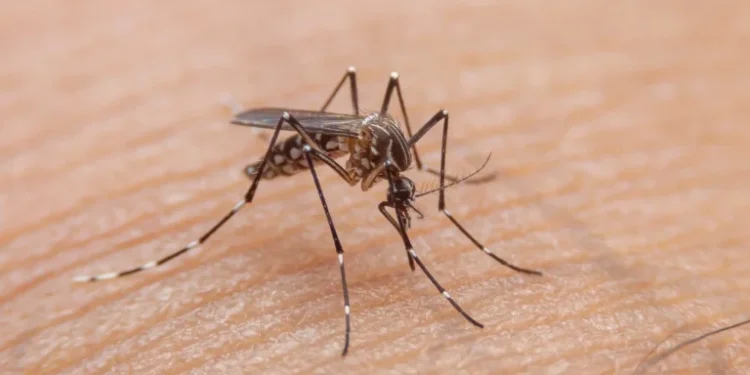 Internações por dengue no Brasil chegam a 4 mil por mês