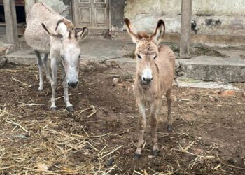 Polícia Civil prende em flagrante homem por crimes contra animais em Itabaiana
