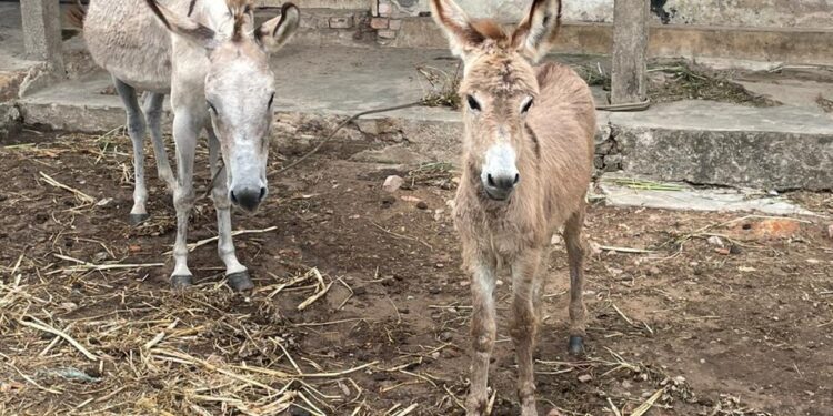 Polícia Civil prende em flagrante homem por crimes contra animais em Itabaiana