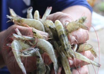 MPF/SE fiscaliza viveiros de camarão em manguezais em Sergipe