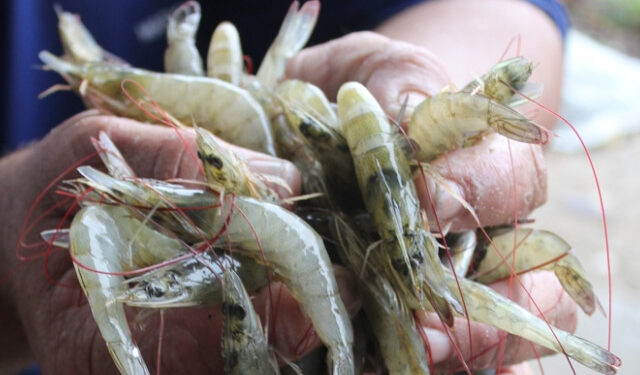 MPF/SE fiscaliza viveiros de camarão em manguezais em Sergipe