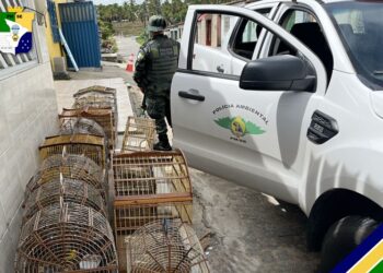 Polícia Militar apreende aves silvestres em Santo Amaro das Brotas