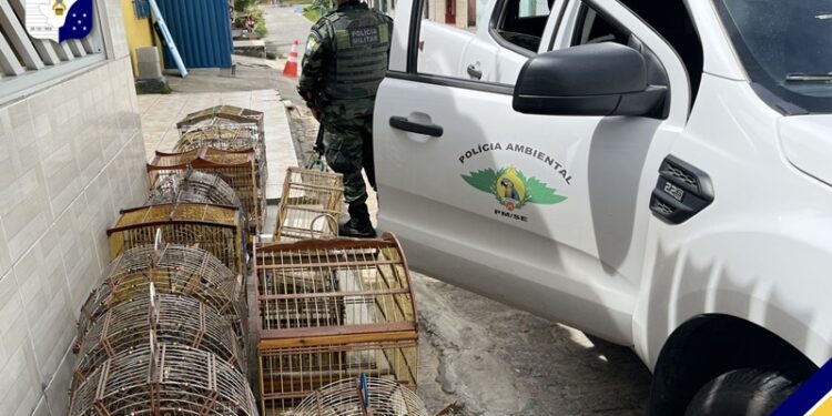 Polícia Militar apreende aves silvestres em Santo Amaro das Brotas