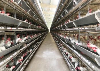 Produção de ovos em Sergipe é a que mais cresce no Nordeste