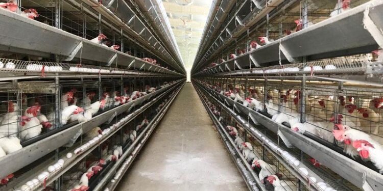 Produção de ovos em Sergipe é a que mais cresce no Nordeste