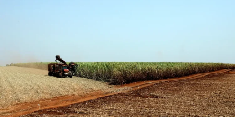 Projeção da safra de grãos 2023/24 recua para 306,4 milhões de toneladas