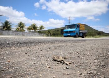 Estudo revela alto índice de atropelamento de animais silvestres na BR-235 em SE