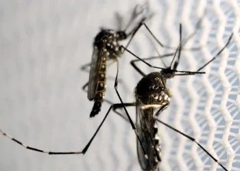 Casos prováveis de dengue se aproximam de 400 mil no país em 2024