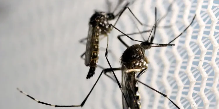 Casos prováveis de dengue se aproximam de 400 mil no país em 2024