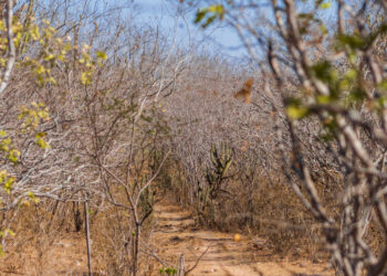 Dados sobre as condições da seca em Sergipe no mês de janeiro estão disponíveis