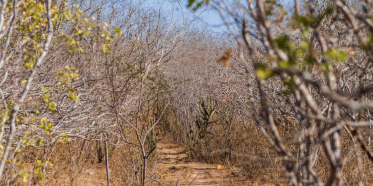 Dados sobre as condições da seca em Sergipe no mês de janeiro estão disponíveis