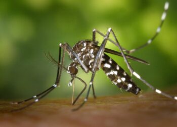 No Brasil, crise climática potencializa casos de dengue
