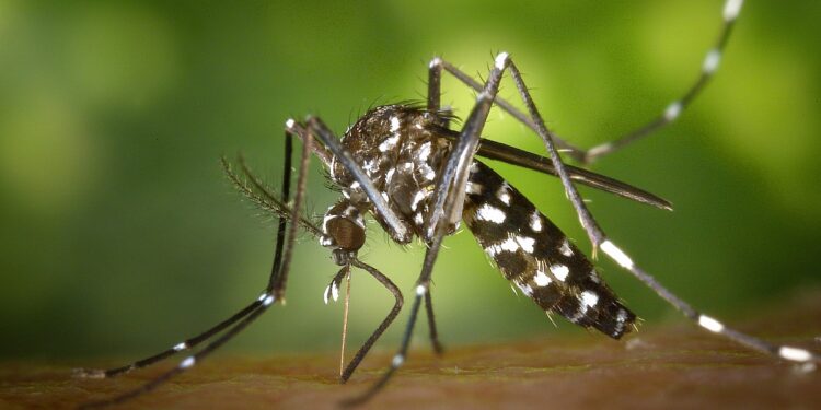 No Brasil, crise climática potencializa casos de dengue