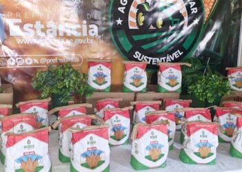 Iniciativa municipal: distribuição de sementes de milho para agricultores de Estância