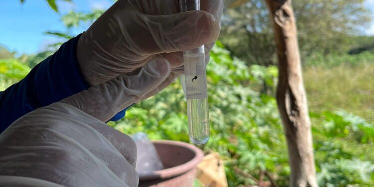 Saúde de Sergipe mobiliza municípios contra a dengue neste sábado, 2