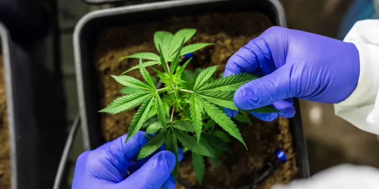 CCJ aprova PEC que criminaliza posse de qualquer quantidade de droga