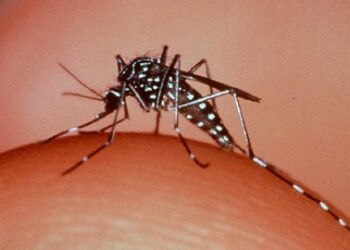 Aumento dos casos de dengue tem relação direta com mudanças climáticas