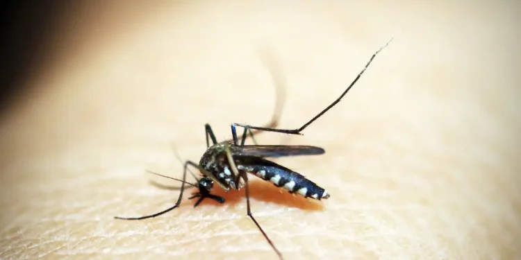 Além de 71 mortes por dengue, Minas tem 20 óbitos por chikungunya