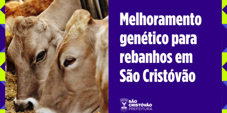 Parceria da Prefeitura com a Conafer promove oportunidade de melhoramento genético para rebanhos de São Cristóvão