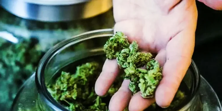 Após pedido de vista de Dias Toffoli, STF suspende julgamento sobre descriminalização da maconha para consumo
