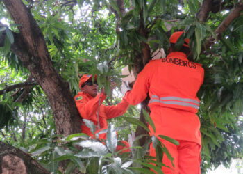 Corpo de Bombeiros orienta população sobre períodos com maior risco de acidentes envolvendo abelhas e formas de prevenção