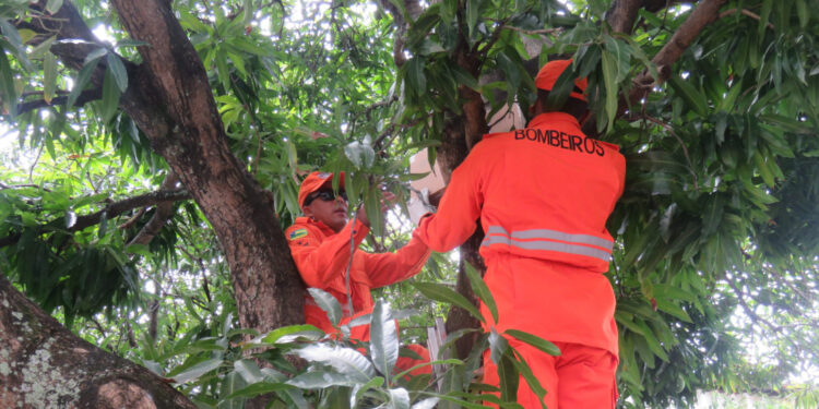 Corpo de Bombeiros orienta população sobre períodos com maior risco de acidentes envolvendo abelhas e formas de prevenção