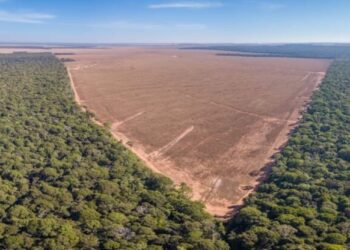 No primeiro trimestre deste ano, desmatamento na Amazônia reduz 40%
