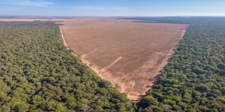No primeiro trimestre deste ano, desmatamento na Amazônia reduz 40%