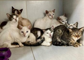 Sema resgata gatos em situação de vulnerabilidade no bairro Grageru