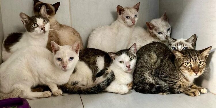 Sema resgata gatos em situação de vulnerabilidade no bairro Grageru