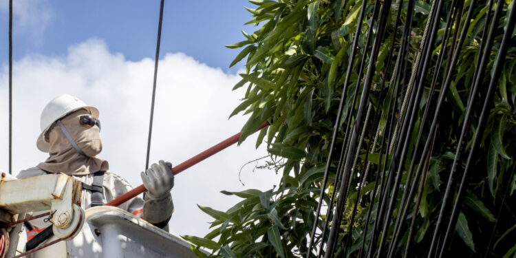 Energisa alerta sobre os riscos de plantar árvores próximas à rede elétrica