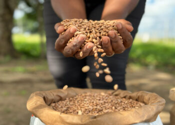 Prefeitura de São Cristóvão inicia distribuição de sementes para 580 famílias de agricultores locais