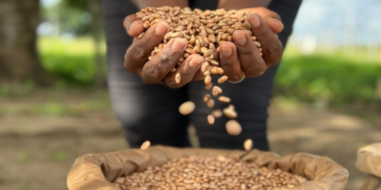 Prefeitura de São Cristóvão inicia distribuição de sementes para 580 famílias de agricultores locais