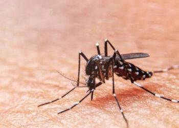Sergipe receberá doses da vacina contra a dengue