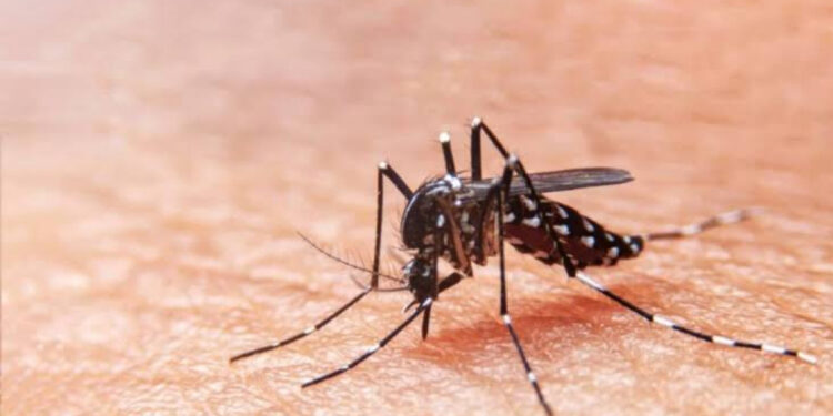 Sergipe receberá doses da vacina contra a dengue