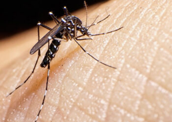 Secretaria de Estado da Saúde passa a divulgar boletim epidemiológico da dengue semanalmente