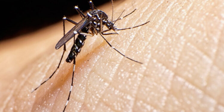Secretaria de Estado da Saúde passa a divulgar boletim epidemiológico da dengue semanalmente