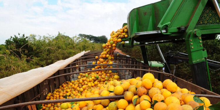 Suco de laranja foi responsável por 68,5% das exportações em Sergipe