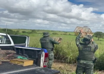 Pelotão de Polícia Ambiental reforça fiscalização contra o cativeiro irregular de animais silvestres