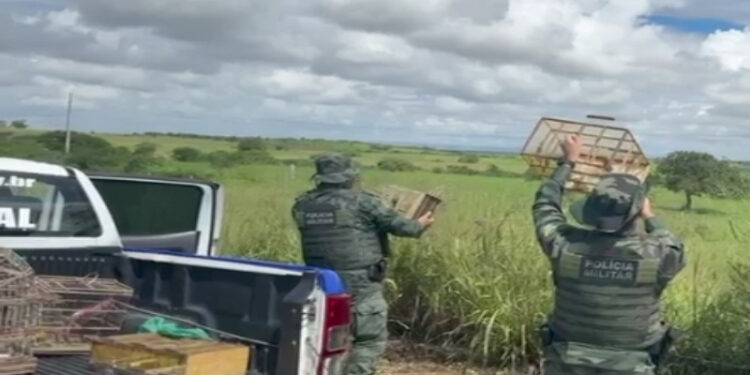 Pelotão de Polícia Ambiental reforça fiscalização contra o cativeiro irregular de animais silvestres