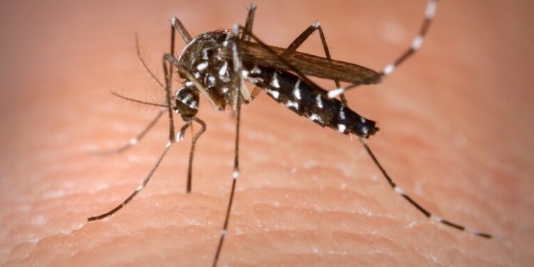 No Brasil, mais da metade das mortes por dengue neste ano foram registradas em abril