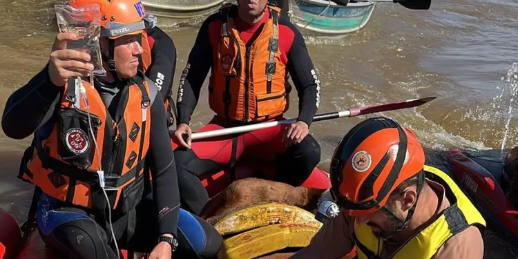 Égua Caramelo é resgatada de telhado de casa no Rio Grande do Sul