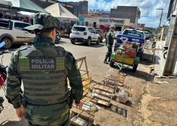 Polícia Militar resgata 56 pássaros silvestres na feira livre de Carira