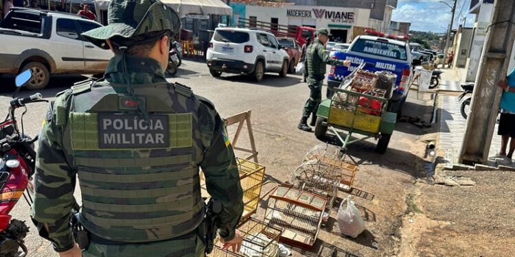 Polícia Militar resgata 56 pássaros silvestres na feira livre de Carira