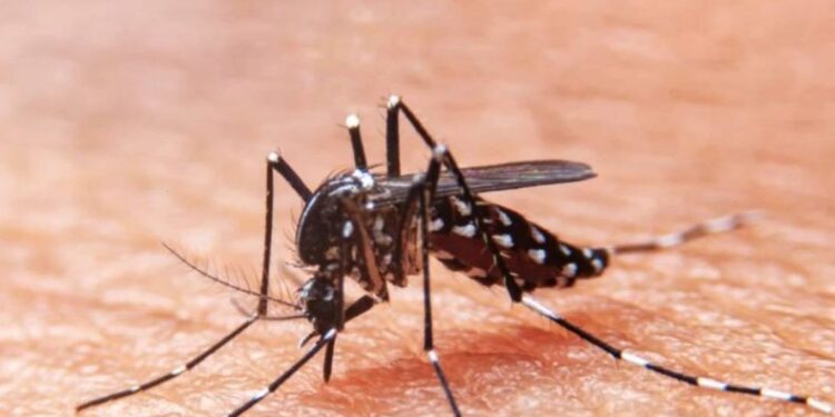 Terceiro LIRAa de 2024 identifica dez municípios com alto índice de infestação do Aedes aegypti 
