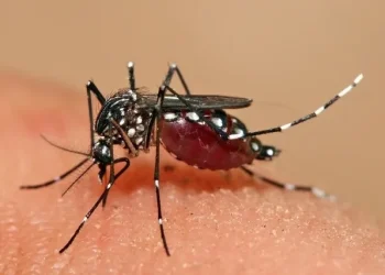 Dengue: Brasil ultrapassa 5 milhões de casos e bate novo recorde