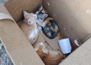 Ação conjunta prende em flagrante mulher suspeita de abandonar filhotes de gatos na região central de Aracaju