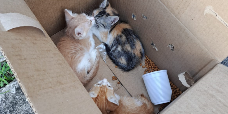 Ação conjunta prende em flagrante mulher suspeita de abandonar filhotes de gatos na região central de Aracaju